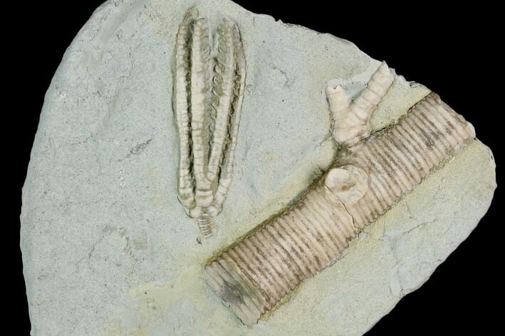 Crinoid (Decadocrinus) Fossil - Crawfordsville, Indiana #122964